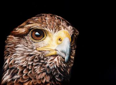 Original Photorealism Animal Drawings by Milie Lairie