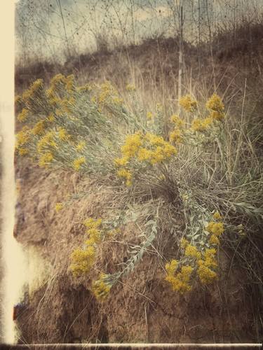 Original Color Field Painting Botanic Photography by Yuliia Sharapova