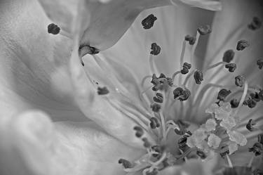 Print of Floral Photography by Sandra Kamerbeek