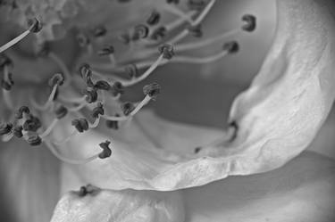 Print of Fine Art Floral Photography by Sandra Kamerbeek