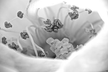 Original Fine Art Floral Photography by Sandra Kamerbeek