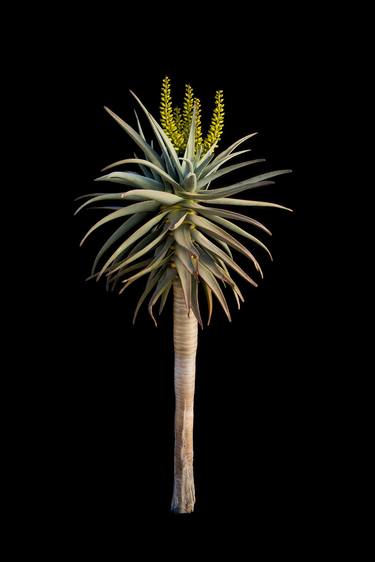 Original Fine Art Botanic Photography by Ana-Filipa Domingues