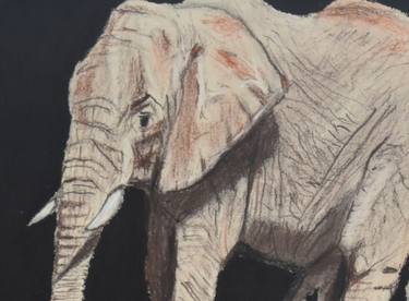 Elephant in pastel pencils thumb