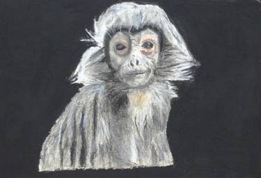 Monkey in pastel pencils thumb
