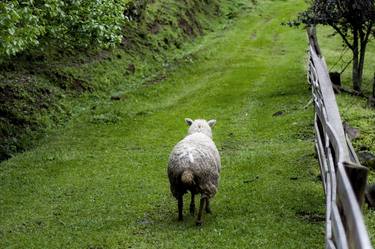 The Sheep's Path - Limited Edition of 3 thumb