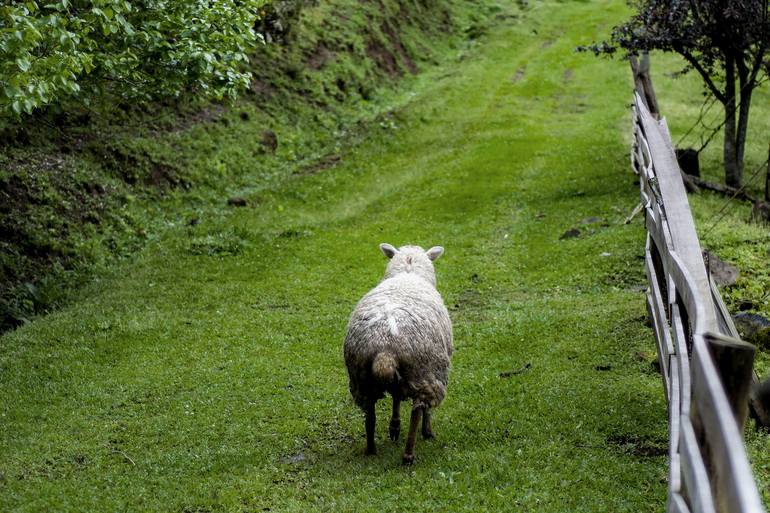 The Sheep's Path - Limited Edition Of 3 Photography By Erico Mabellini ...