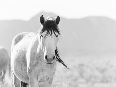 Original Horse Photography by KT Merry