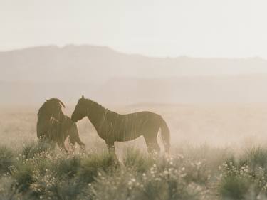 Original Fine Art Horse Photography by KT Merry