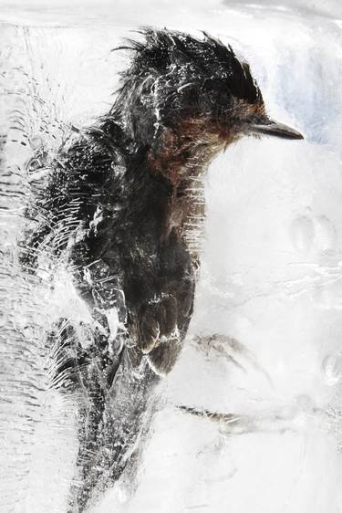 Print of Nature Photography by Kjell Brustad
