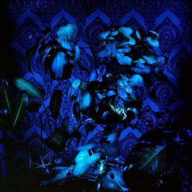 Composition of Philodendrons blue I thumb