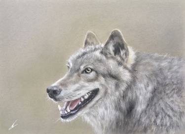 Wolf portrait thumb