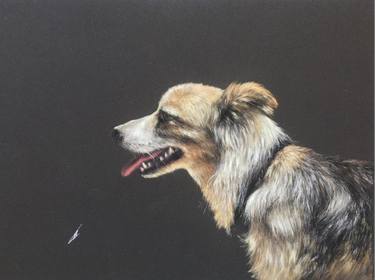 Original Realism Animal Drawings by Juan Pastor de la Puente