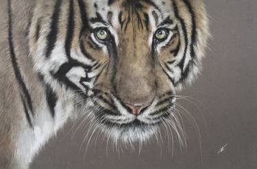 Original Realism Animal Drawings by Juan Pastor de la Puente