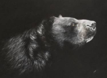 Original Realism Animal Drawings by Juan Pastor de la Puente