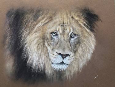 Original Animal Drawings by Juan Pastor de la Puente