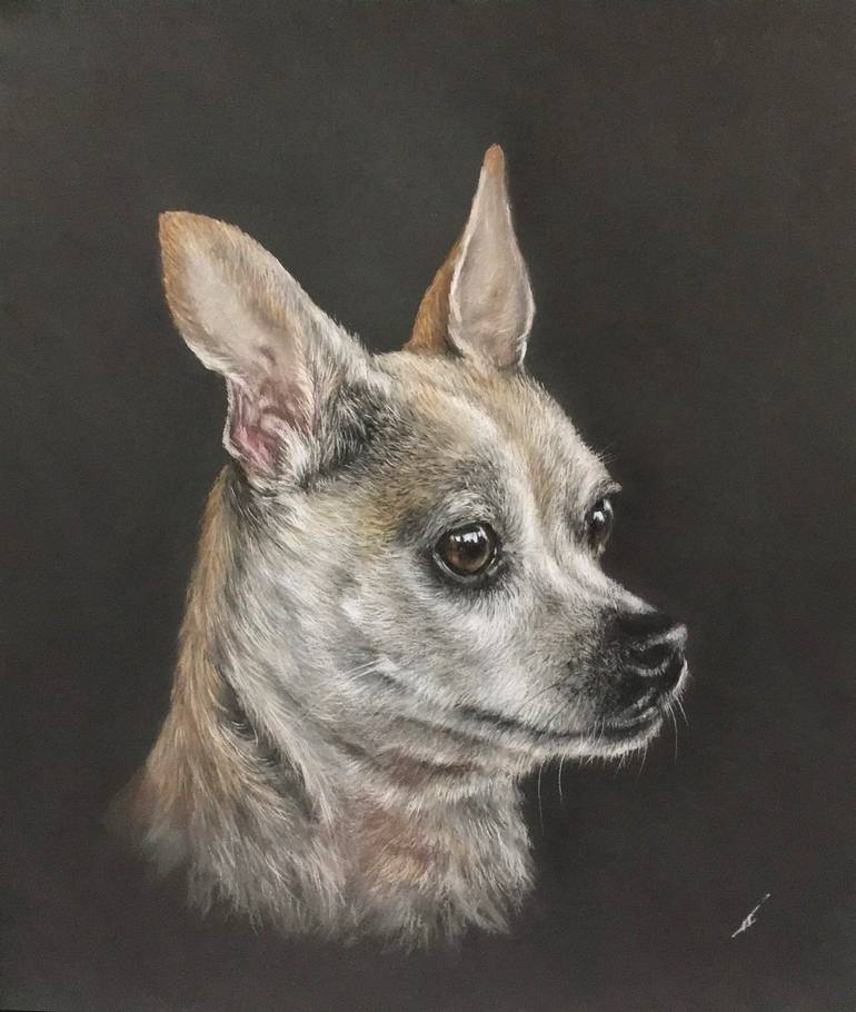 Chihuahua portrait