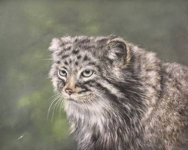 Original Realism Animal Drawings by Juan Pastor de la Puente