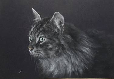 Original Realism Animal Drawings by Juan Pastor de la Puente