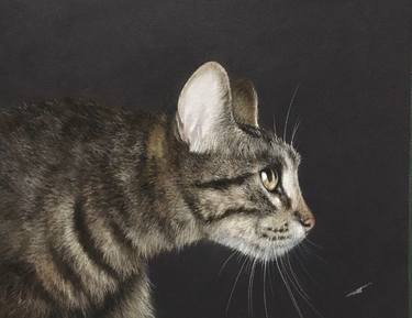 Original Realism Animal Drawings by Juan Pastor de la Puente