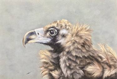 Original Realism Animal Drawings by Juan Pastor de la Puente