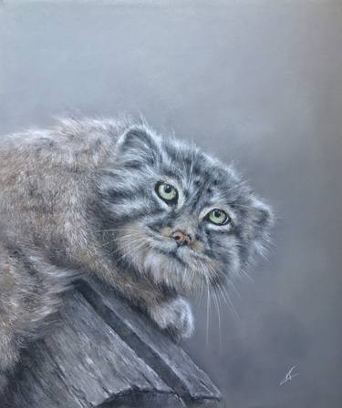 Manul wild cat Pastel painting thumb