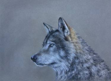 Wolf Portrait Soft pastel thumb