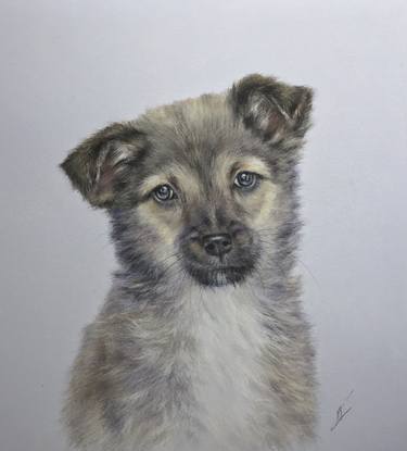 Puppy portrait Pastel thumb