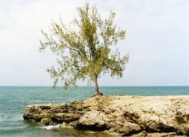 Tree on Rock Cuba thumb