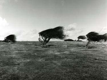 Windswept Hawthorn Trees thumb