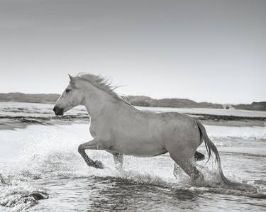 Original Horse Photography by Esther Towler