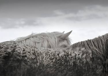 Original Black & White Animal Photography by Esther Towler