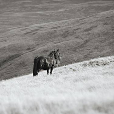 Original Black & White Animal Photography by Esther Towler