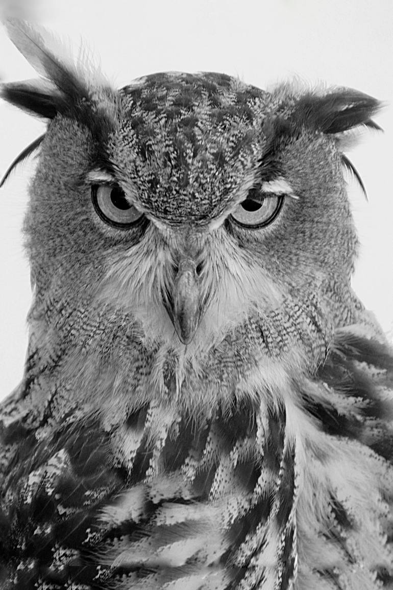Original Animal Photography by Mineia Martins | Contemporary Art on Aluminum Dibond | Night Sovereign, The World's Animals, South Africa