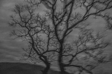 Original Abstract Tree Photography by Shuguang Zhang