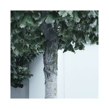 Print of Tree Photography by Zheka Khalétsky