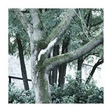 Print of Realism Tree Photography by Zheka Khalétsky