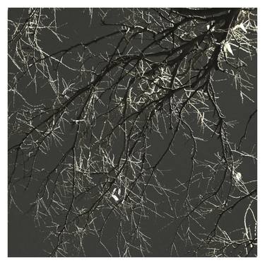 Print of Abstract Tree Photography by Zheka Khalétsky