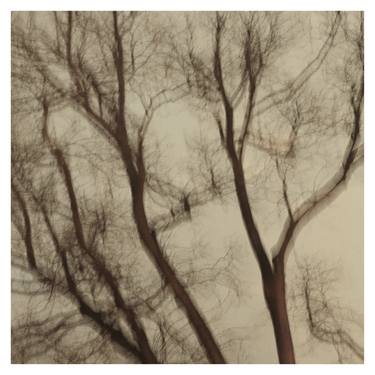 Print of Conceptual Tree Photography by Zheka Khalétsky