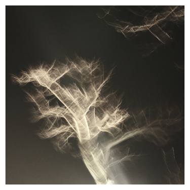 Print of Conceptual Tree Photography by Zheka Khalétsky