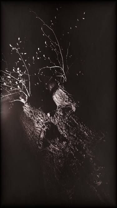 Original Realism Nature Photography by Zheka Khalétsky