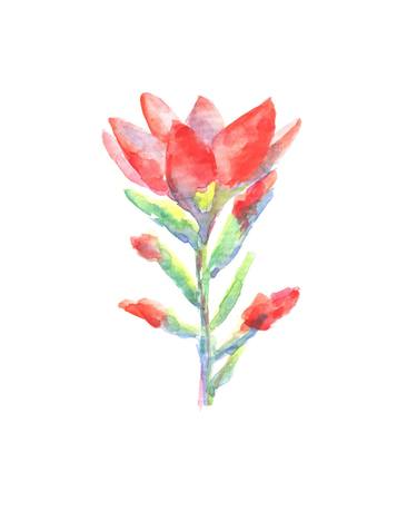 Red Indian paint brush in summer watercolour thumb