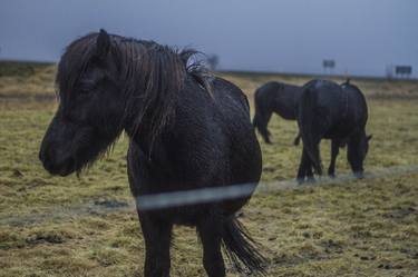 Icelandic Ponies at Dusk - Limited Edition of 5 thumb