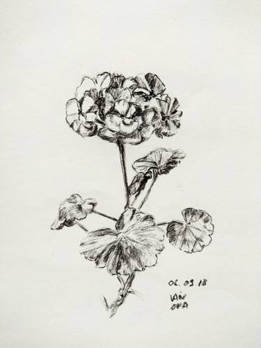 Original Floral Drawings by Alex Vainova
