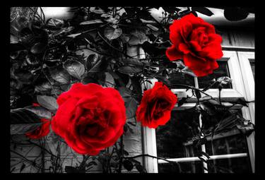 Original Black & White Nature Digital by Anastasya Shepherd