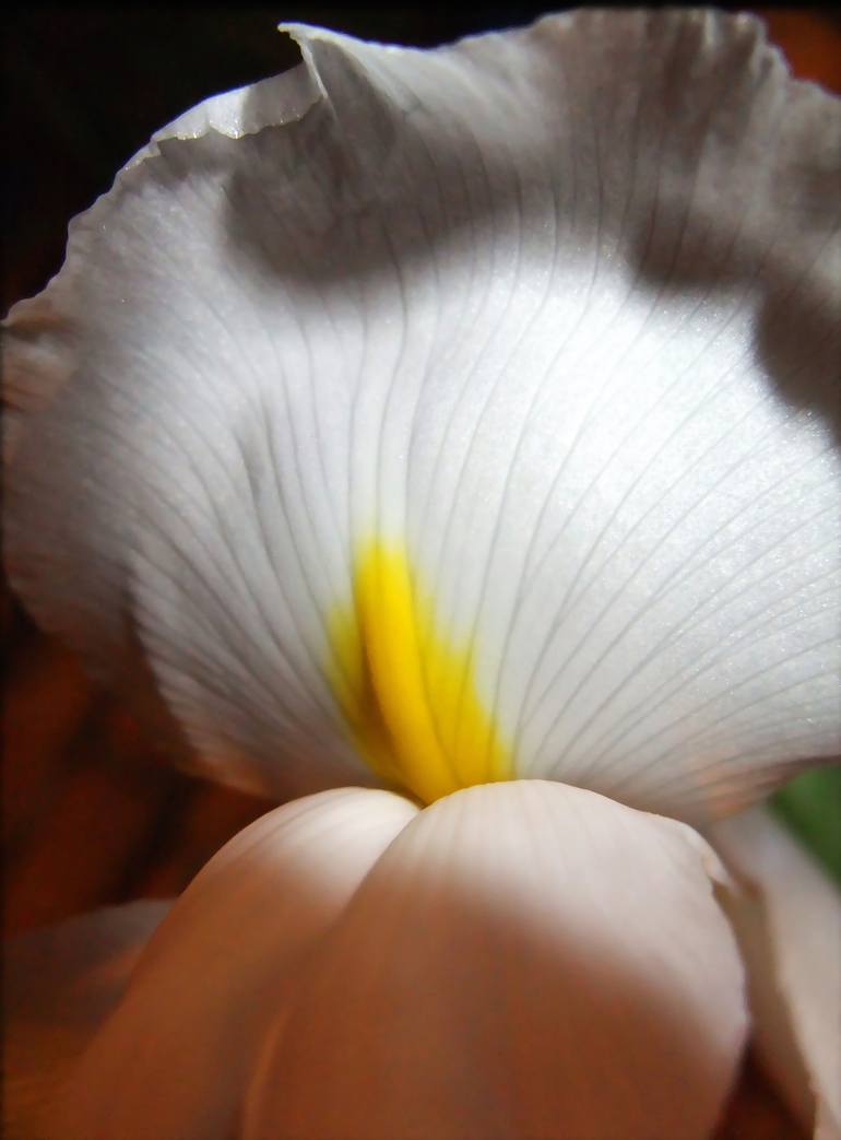 Original Floral Photography by Anastasya Shepherd | Art Nouveau Art on Paper | The heart of the iris