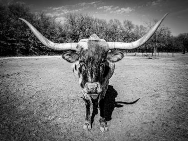 Original Cows Photography by Jarrod Oram