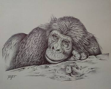 Original Animal Drawings by Berengere Labarthe