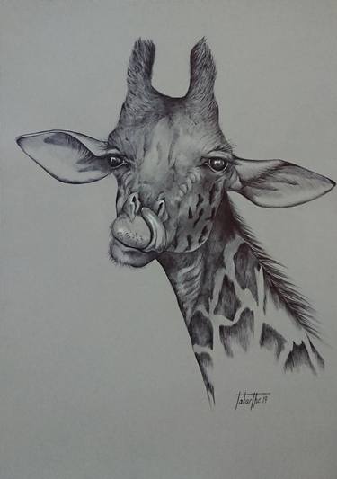 Original Animal Drawings by Berengere Labarthe
