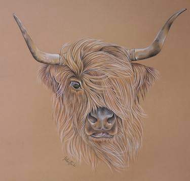 Scottish Highland Cow thumb