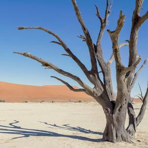 Namibian Made - Sossusvlei, Petrified Forest.